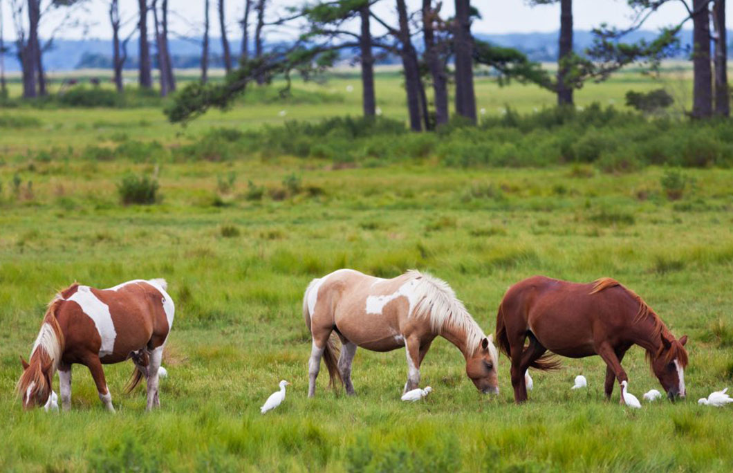 14. Chincoteague, Virginia