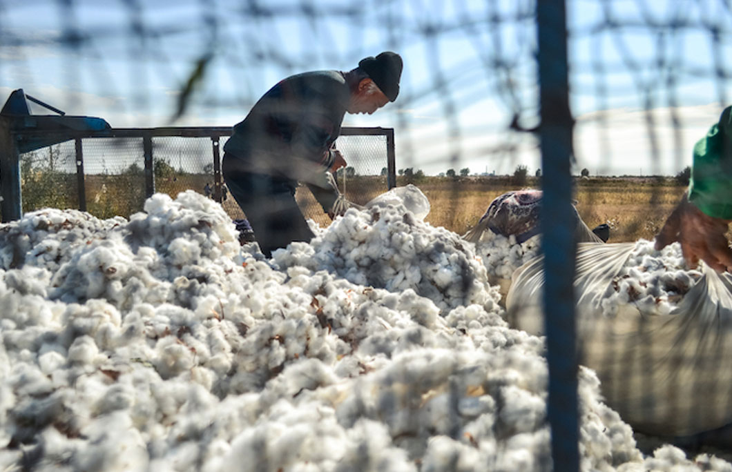 Cotton is known as ‘white gold’ in Uzbekistan