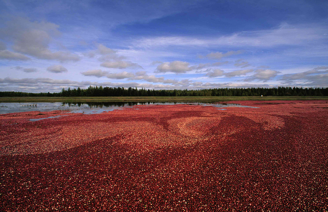 Cranberry Highway