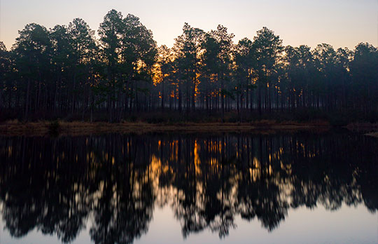 De Soto National Forest