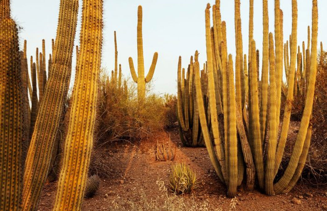 5. Desert Botanical Garden