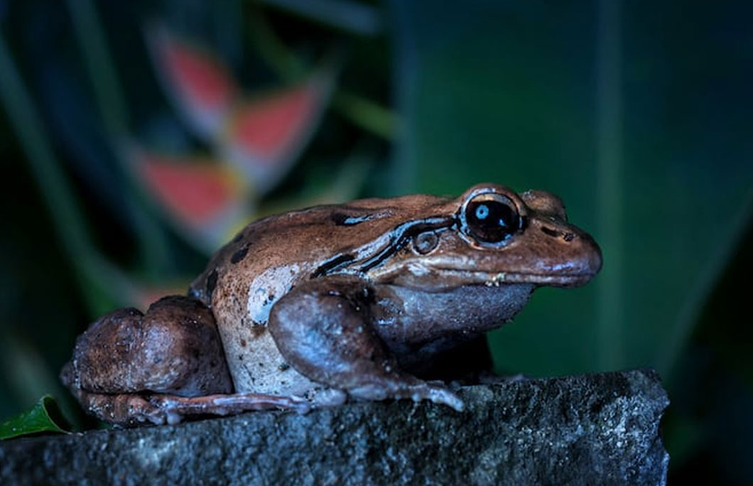 Dominica is home to a frog known as “mountain chicken“