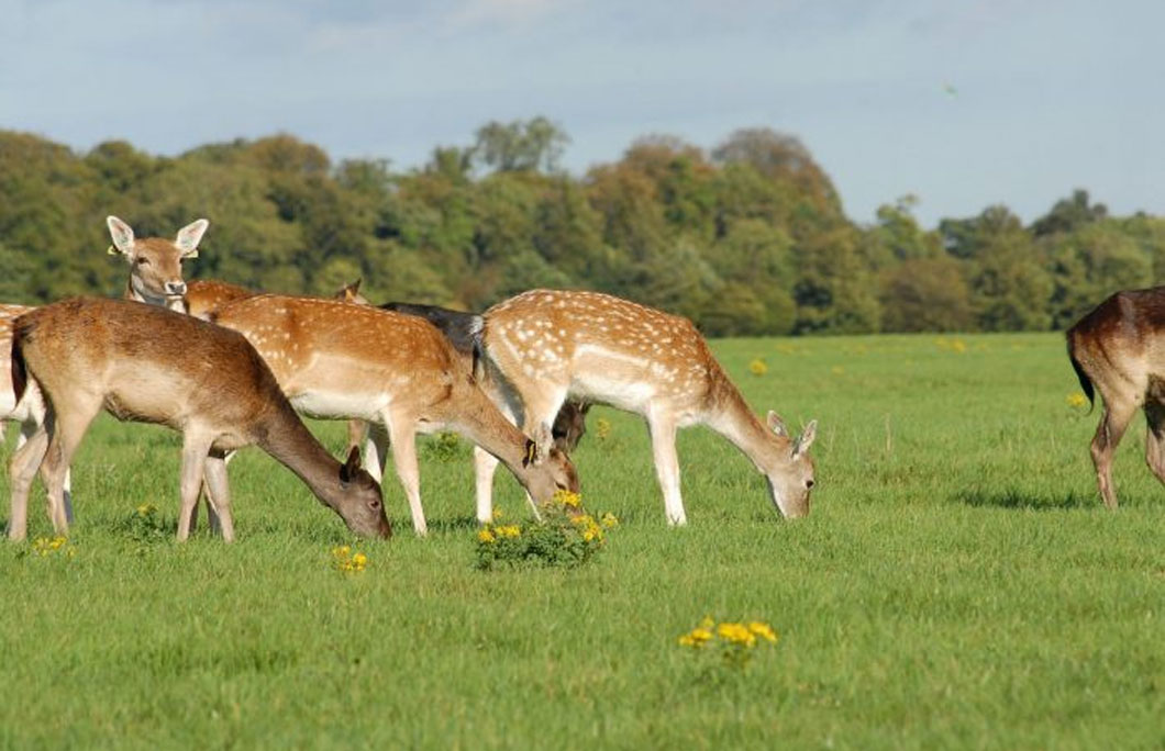 2. Phoenix Park