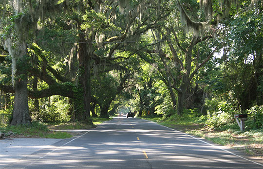 Edisto Island Scenic Byway