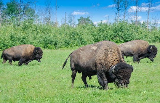 Elk Island National Park