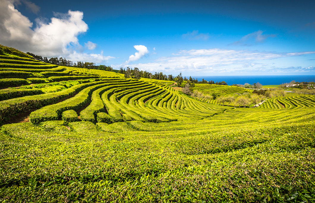 Food and Drink at Azores or Madeira 