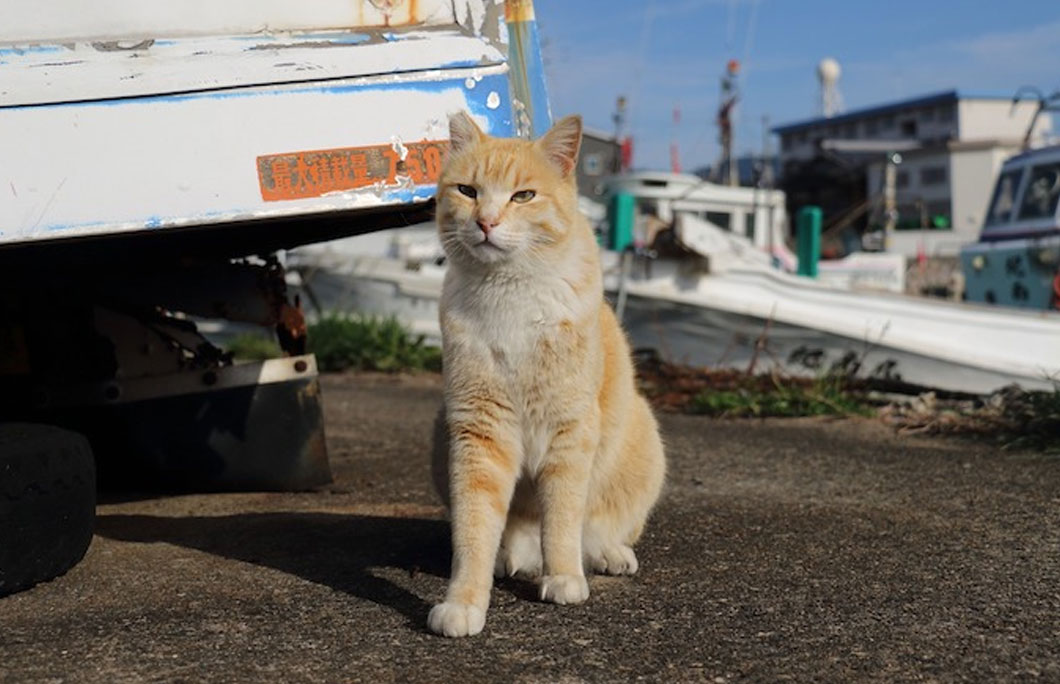 Fukuoka has an island full of cats