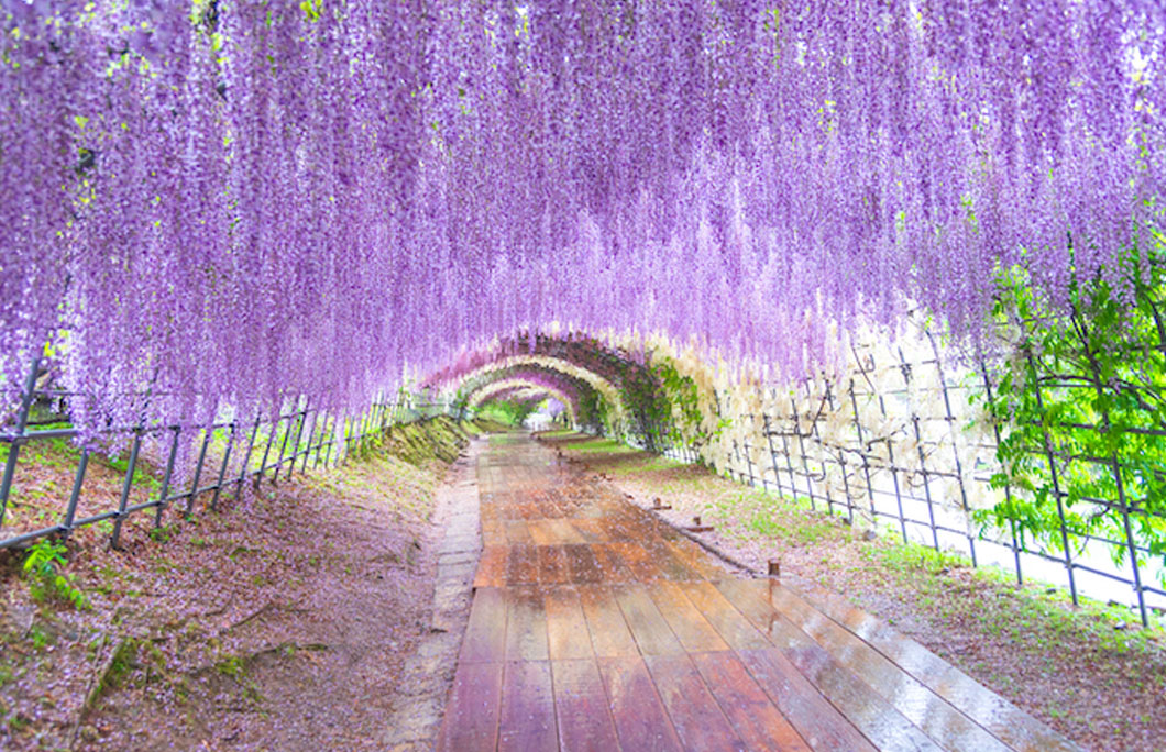 Fukuoka is famous for its wisteria displays
