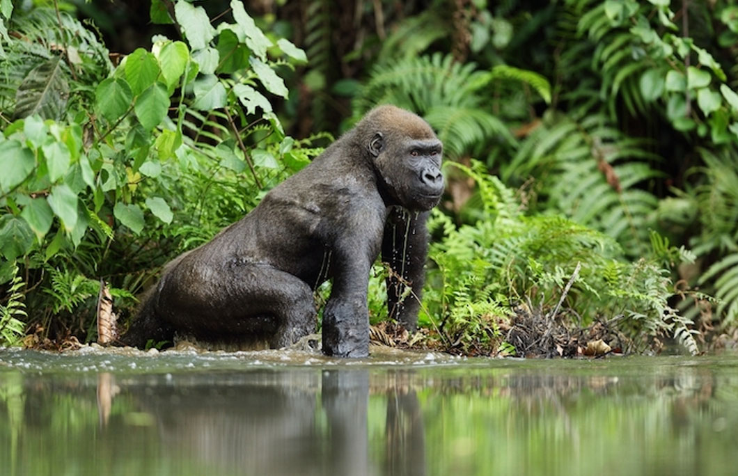 Gabon is home to most of Africa’s gorillas