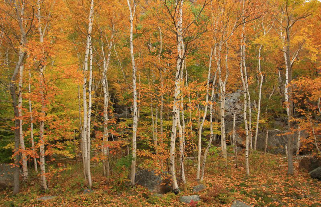 Grafton Notch Scenic Byway