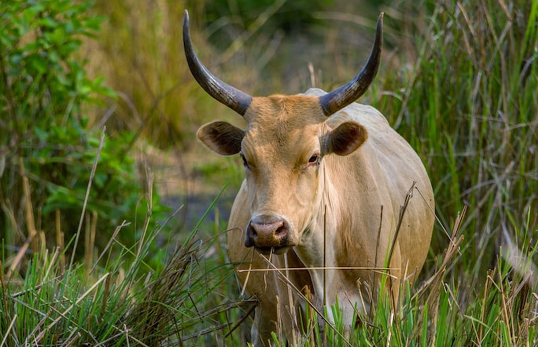 Guinea possesses a wealth of natural resources