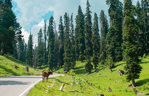 Srinagar to Gulmarg, India