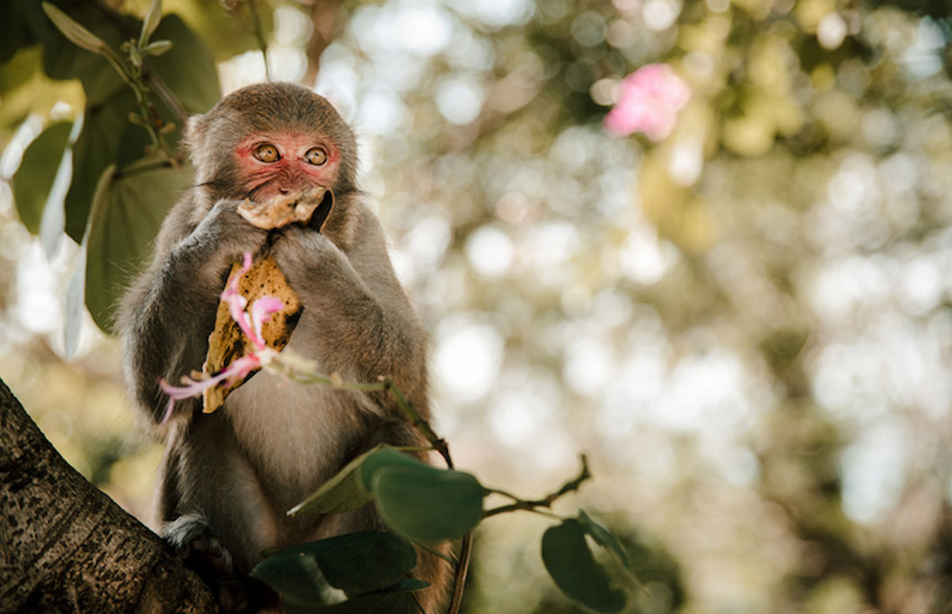 Ha Long Bay is a haven for wildlife