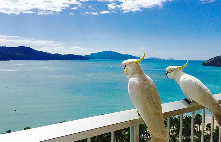 Hamilton Island