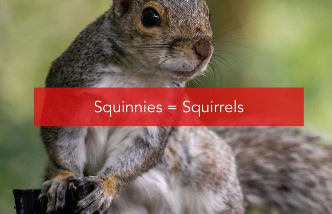 Squinnies = Squirrels