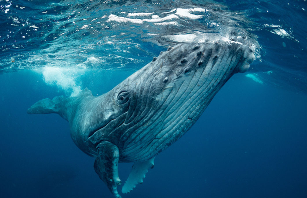 It’s a hotbed for humpback whales