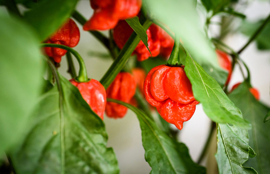 It’s home to the world’s hottest chilli pepper.