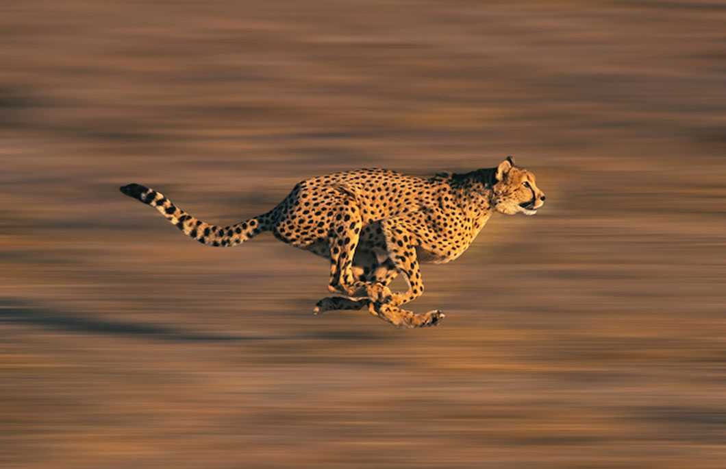 It’s home to the world’s largest population of free-roaming cheetahs