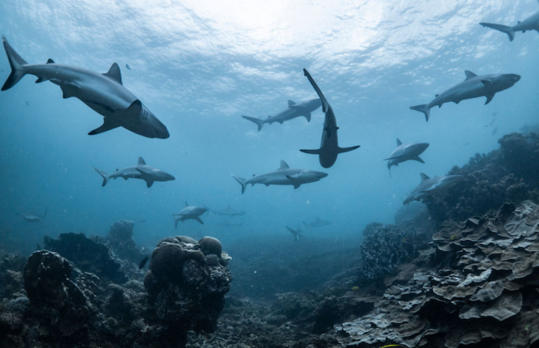 It’s home to the world’s largest shark sanctuary