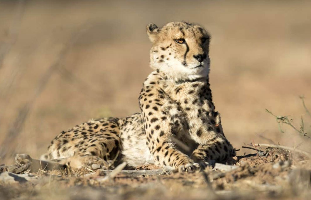 It’s the home of the endangered Saharan cheetah