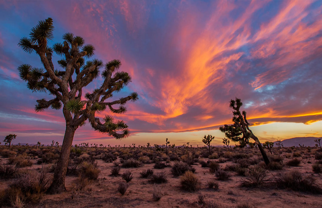 Joshua Tree National Park