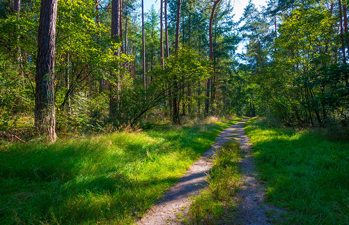 Lage Vuursche