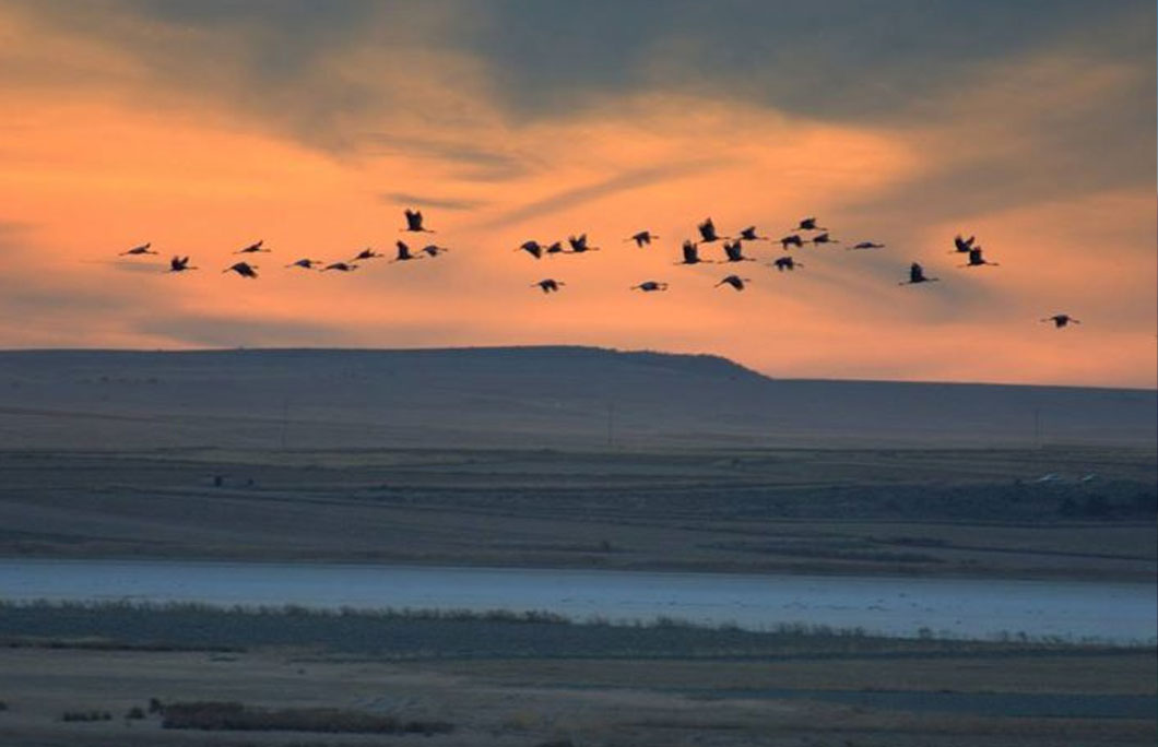 7. Laguna de Gallocanta – Aragón