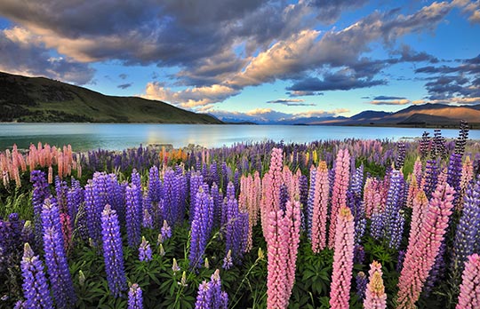 Lake Tekapo