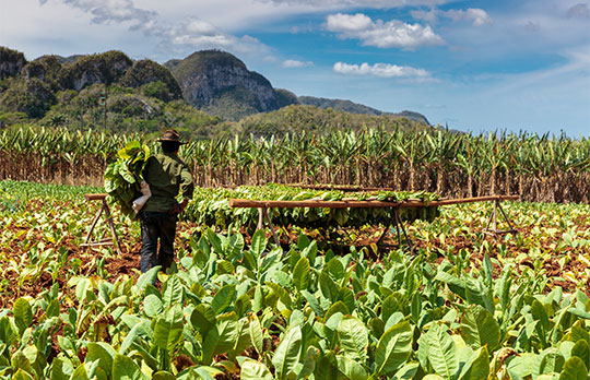 Les plantations de tabac dans la Vallée de Vinales