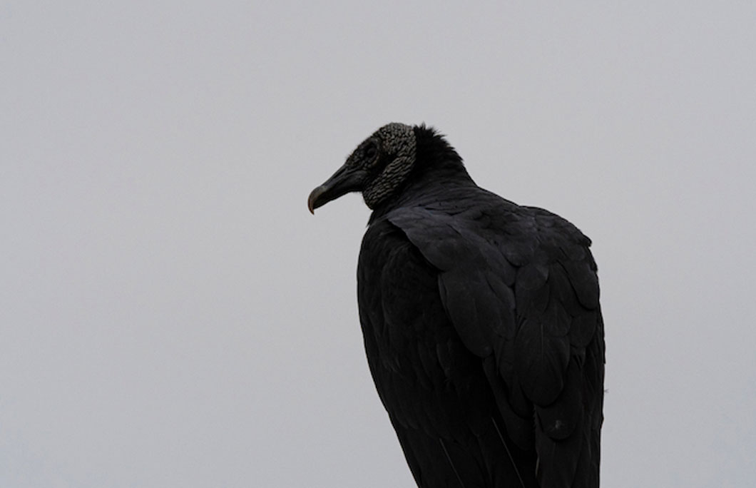 Lima is popular with black vultures