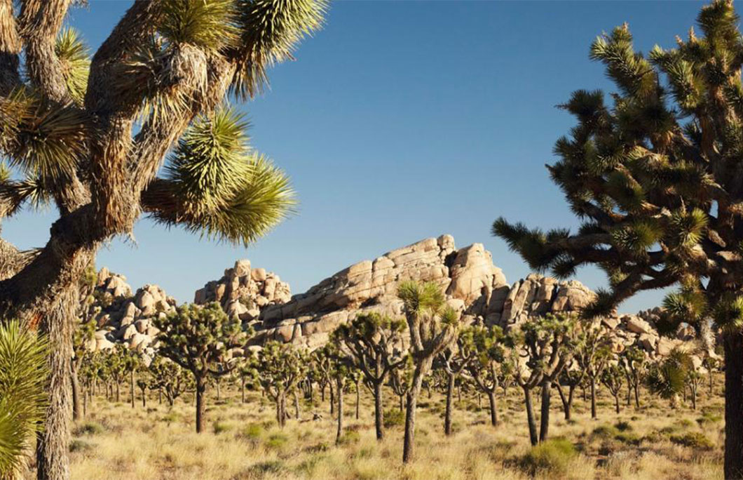 Los Angeles to Joshua Tree National Park