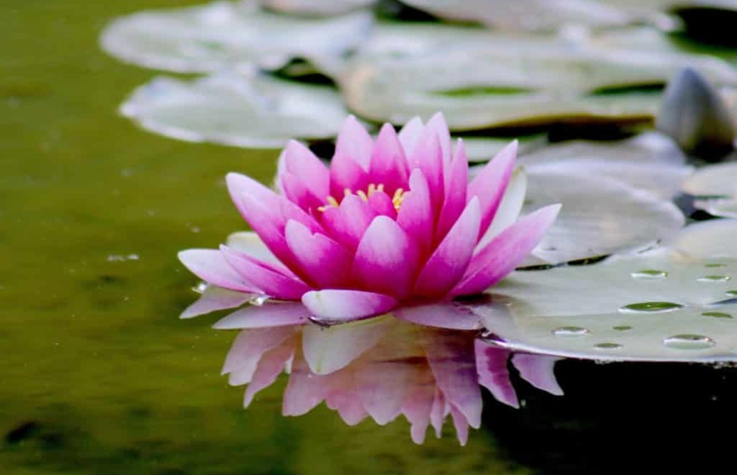 5. Lotus Flower