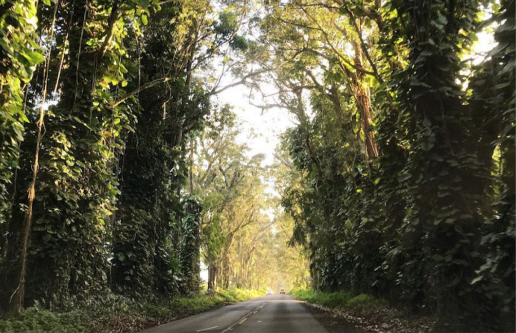 Maluhia Road Tree Tunnel to Poi’pu