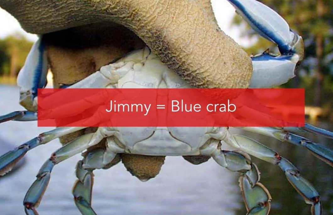 Jimmy = Blue crab