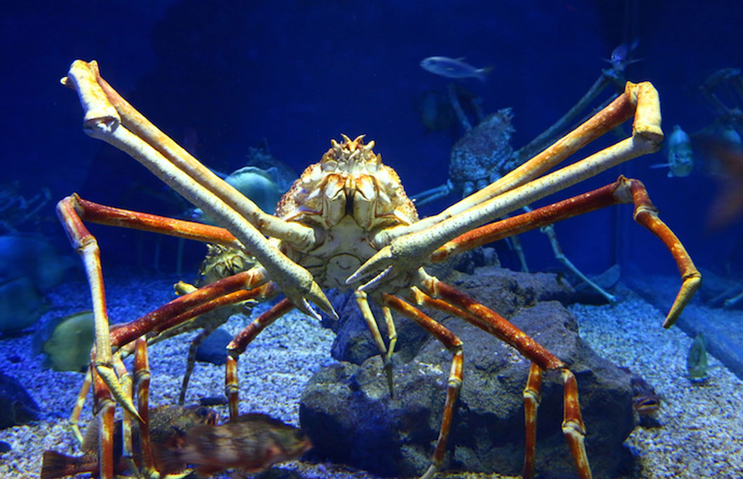 Micronesia is home to the world’s largest crabs