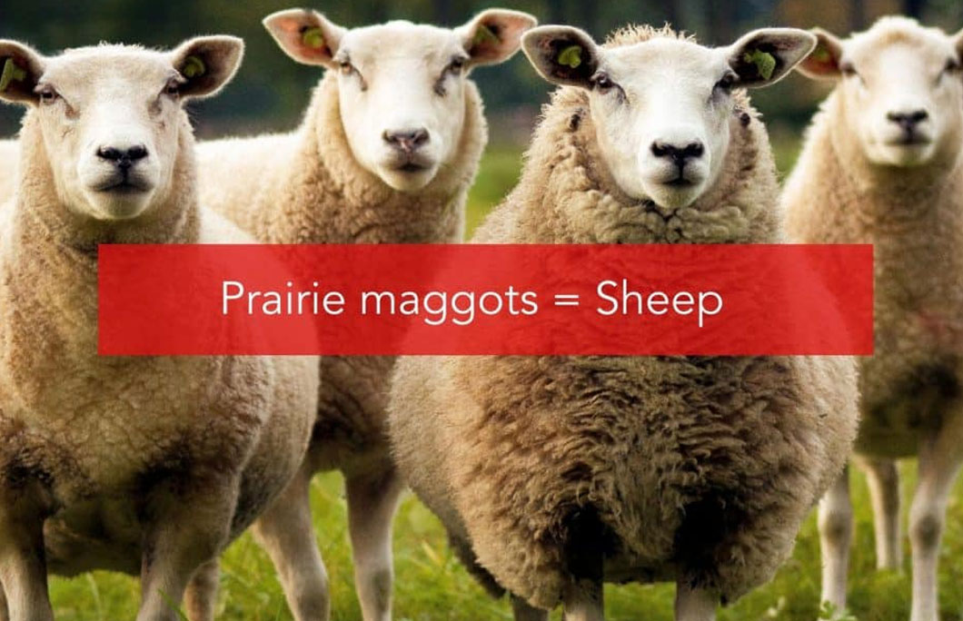 Prairie maggots = Sheep