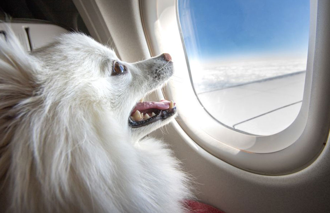 Austrian store airlines dogs