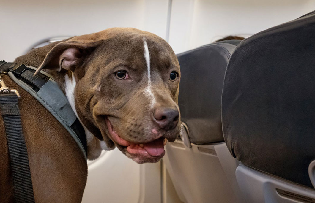 Air france sale dogs in cabin