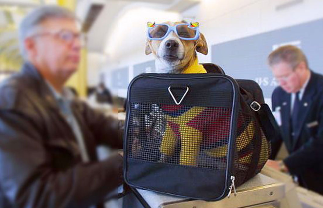 Dogs on sales norwegian airlines