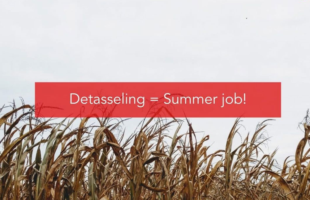 Detasseling = Summer job!