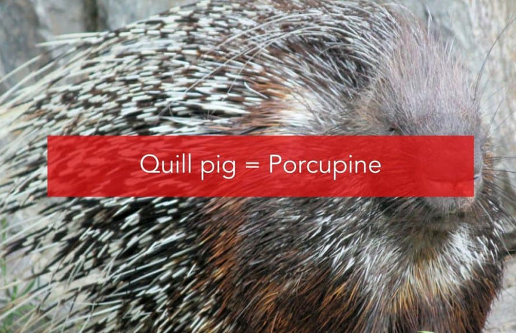 Quill pig = Porcupine