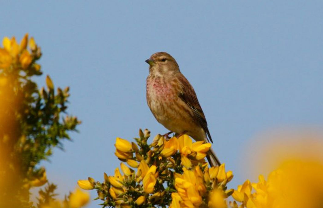 1. North Bull Island