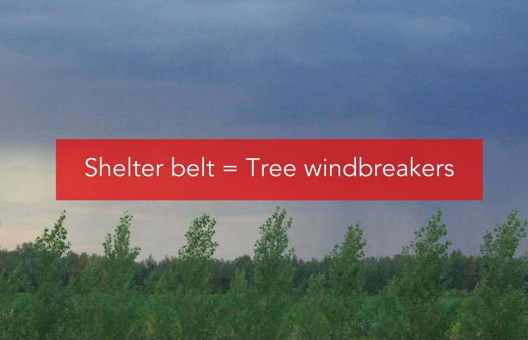Shelter belt = Tree windbreakers