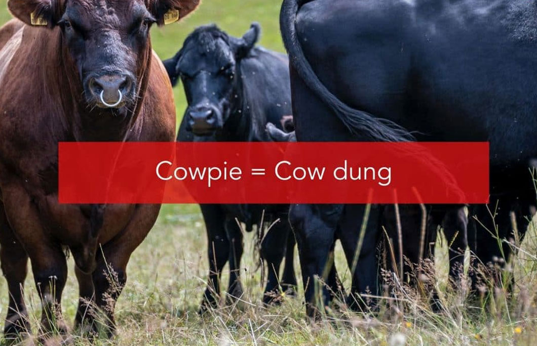 Cowpie = Cow dung