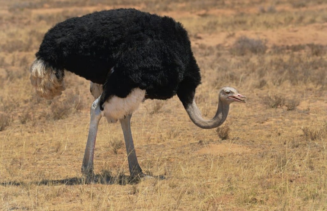 2. Ostrich