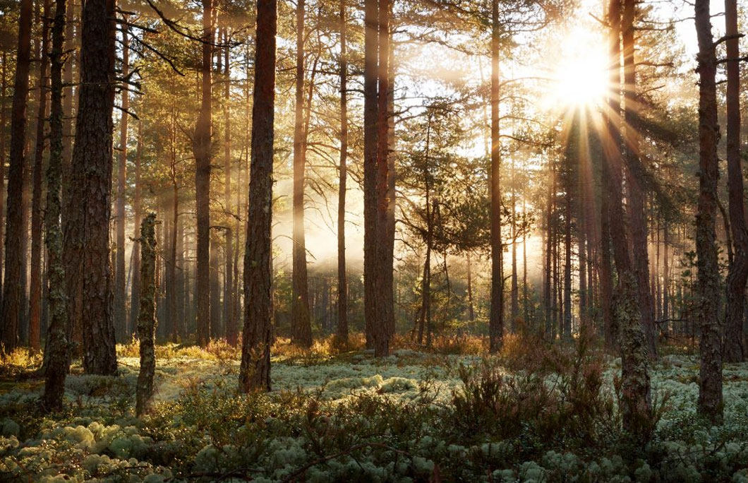 Over 50% of Estonia is forest