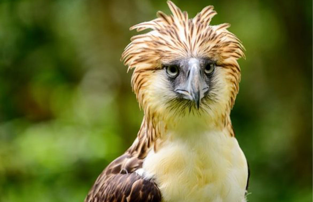 Philipines Eagle