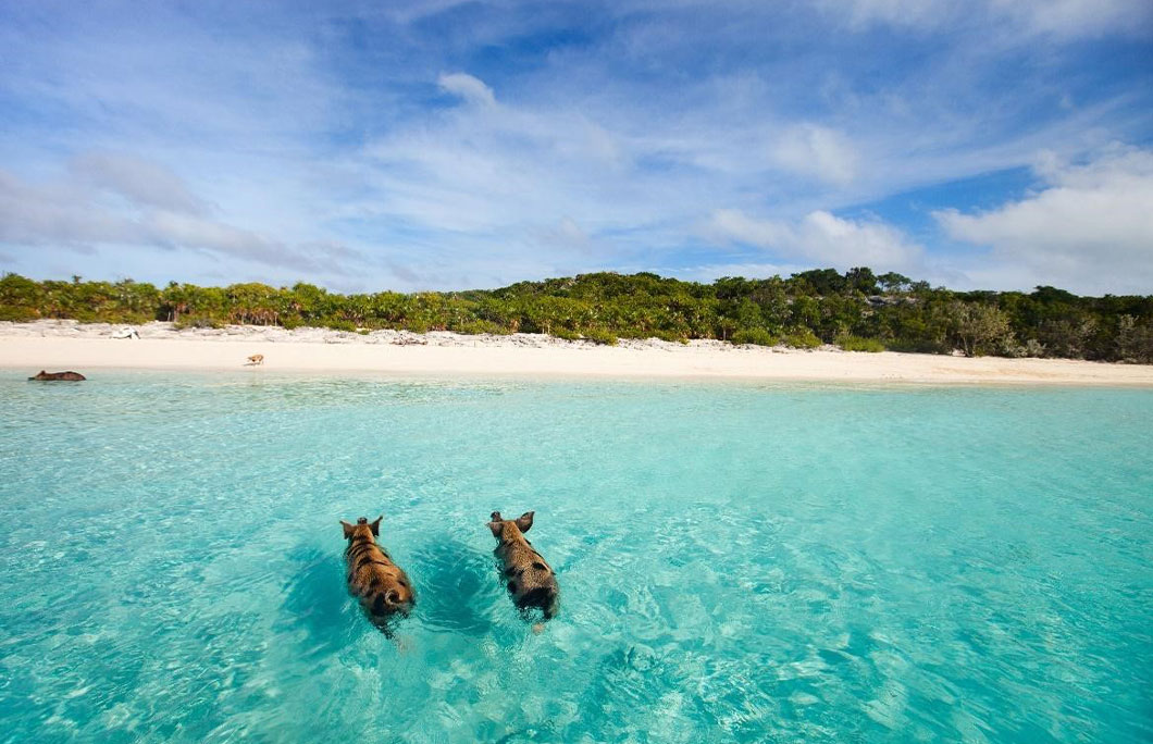 Pig Beach – Bahamas