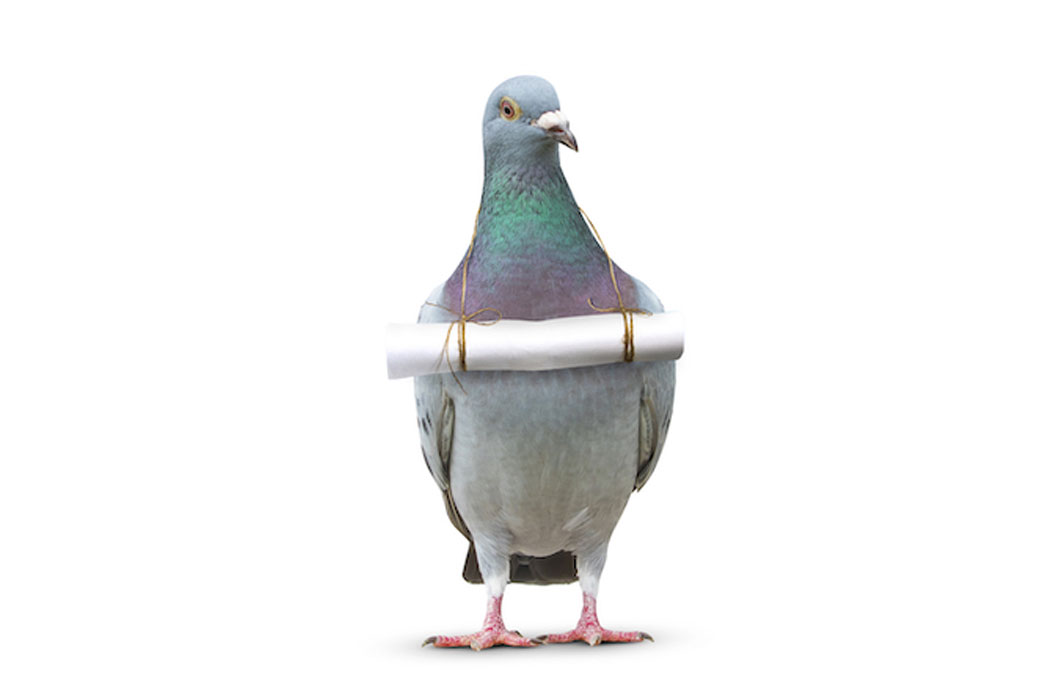 Pigeon Post was invented in Auckland