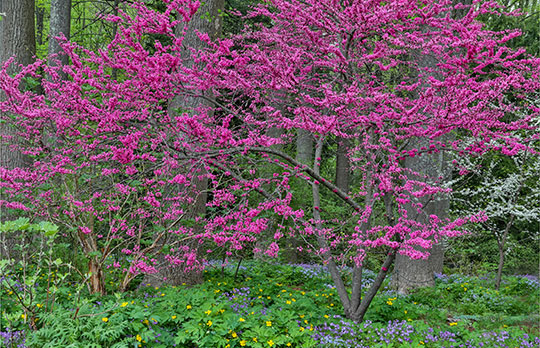 Redbud tree in full bloom